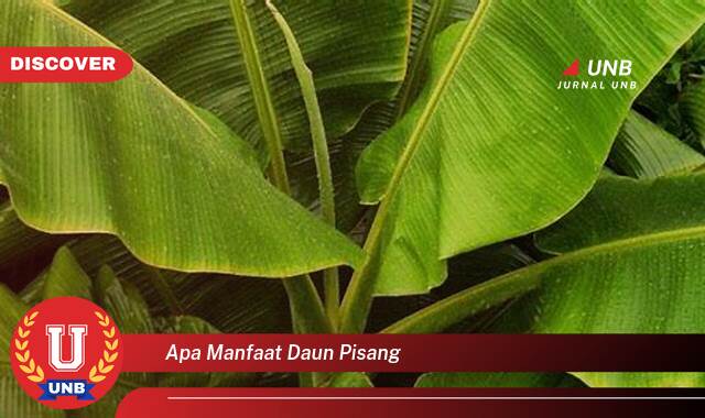 Temukan 10 Manfaat apa manfaat daun pisang yang Wajib Kamu Intip