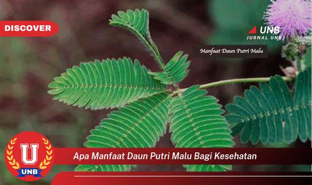 Temukan 10 Manfaat apa manfaat daun putri malu bagi kesehatan yang tidak Semua Orang Tau