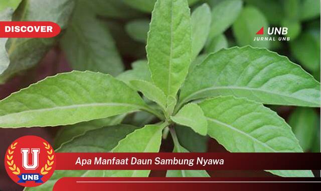 Inilah 8 Manfaat Daun Sambung Nyawa yang Bikin Kamu Penasaran