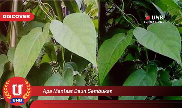 Temukan 9 Manfaat apa manfaat daun sembukan yang tidak Semua Orang Tau