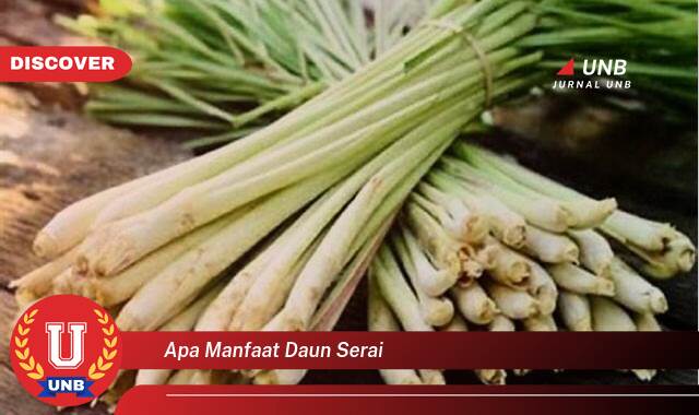 Temukan 9 Manfaat apa manfaat daun serai yang tidak Semua Orang Tau