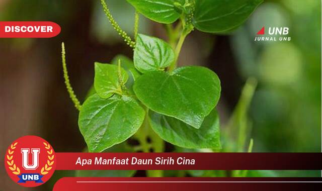 Temukan 10 Manfaat Daun Sirih Cina untuk Kesehatan Anda, Khasiat dan Cara Penggunaannya Temukan 10 Manfaat Daun Sirih Cina untuk Kesehatan Anda, Khasiat dan Cara Penggunaannya