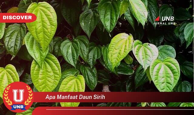 Temukan 10 Manfaat Daun Sirih untuk Kesehatan, Dari Tradisi Hingga Sains Modern Temukan 10 Manfaat Daun Sirih untuk Kesehatan, Dari Tradisi Hingga Sains Modern