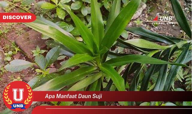 Temukan 10 Manfaat apa manfaat daun suji yang Jarang Diketahui