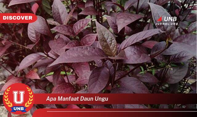 Temukan 8 Manfaat apa manfaat daun ungu yang Jarang Diketahui