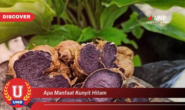 Temukan 10 Manfaat apa manfaat kunyit hitam yang Jarang Diketahui