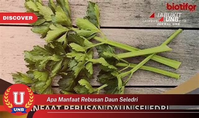 Ketahui 8 Manfaat apa manfaat rebusan daun seledri yang Wajib kamu ketahui