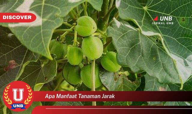 Temukan 10 Manfaat apa manfaat tanaman jarak yang Wajib kamu ketahui