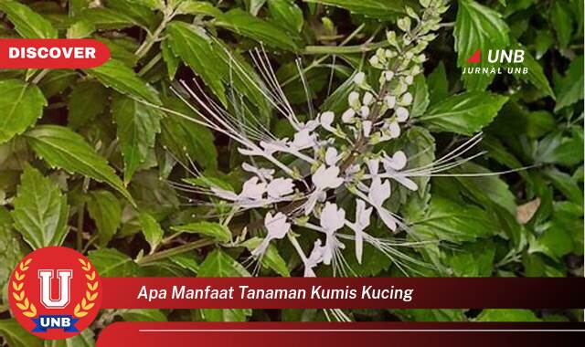 Temukan 9 Manfaat apa manfaat tanaman kumis kucing yang tidak Semua Orang Tau