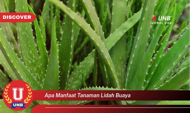 9 Manfaat Lidah Buaya yang Bikin Kamu Penasaran