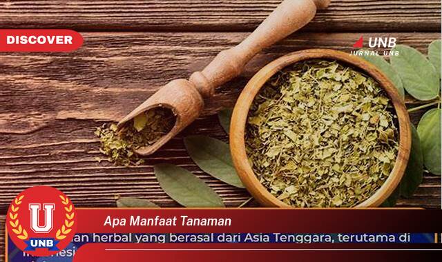 Temukan 8 Manfaat apa manfaat tanaman yang tidak Semua Orang Tau