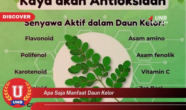 Temukan 8 Manfaat Daun Kelor yang Luar Biasa untuk Kesehatan Anda