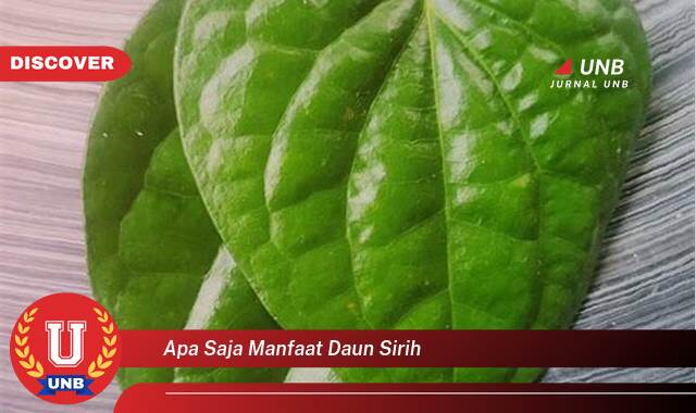 Temukan 10 Manfaat apa saja manfaat daun sirih yang tidak Semua Orang Tau