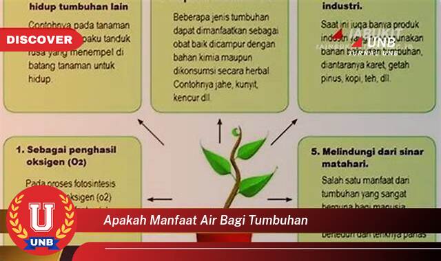 Temukan 8 Manfaat Air Bagi Tumbuhan, Kunci Pertumbuhan dan Kesehatan Optimal