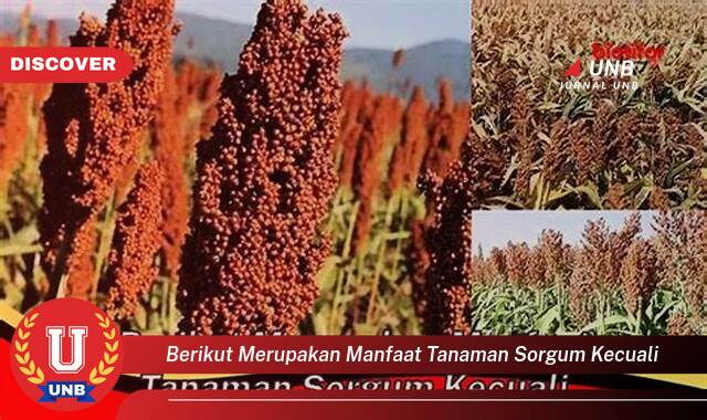 9 Manfaat berikut merupakan manfaat tanaman sorgum kecuali yang Jarang Diketahui