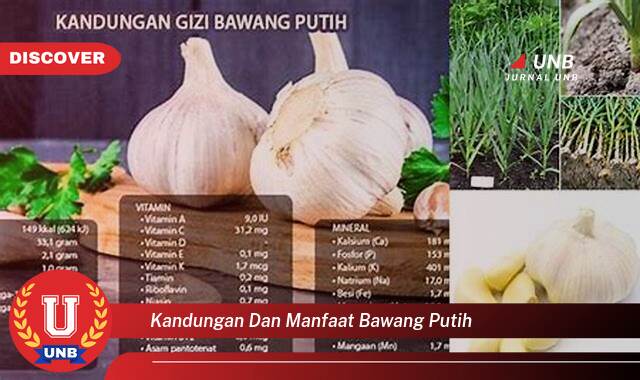 Temukan 8 Manfaat kandungan dan manfaat bawang putih yang Wajib kamu ketahui