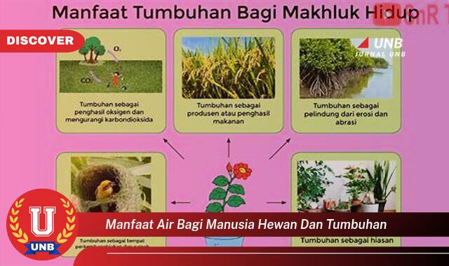 9 Manfaat manfaat air bagi manusia hewan dan tumbuhan yang tidak Semua Orang Tau