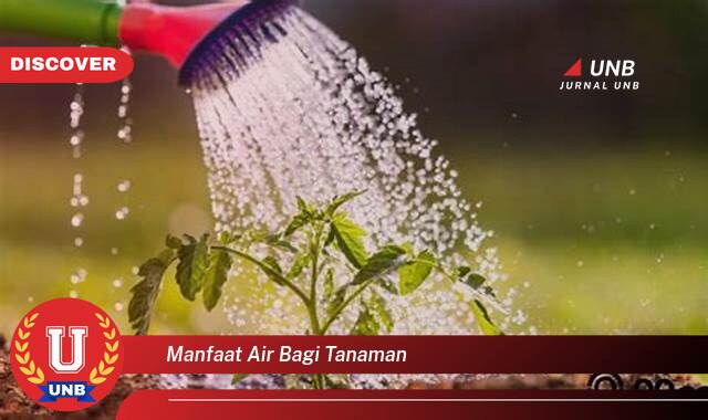 8 Manfaat manfaat air bagi tanaman yang tidak Semua Orang Tau