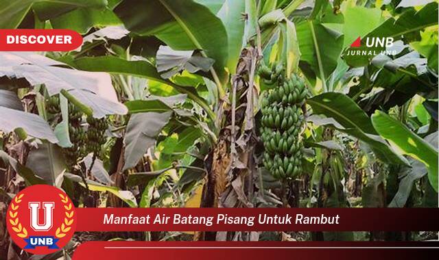 Inilah 10 Manfaat Air Batang Pisang untuk Rambut yang Jarang Diketahui