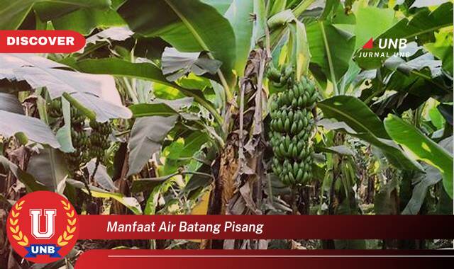 Temukan 10 Manfaat Air Batang Pisang untuk Kesehatan, Kecantikan, dan Lainnya Temukan 10 Manfaat Air Batang Pisang untuk Kesehatan, Kecantikan, dan Lainnya