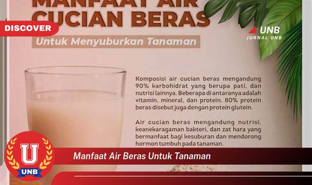 Temukan 10 Manfaat Air Beras untuk Tanaman, Tips dan Trik Praktis untuk Kebun Anda