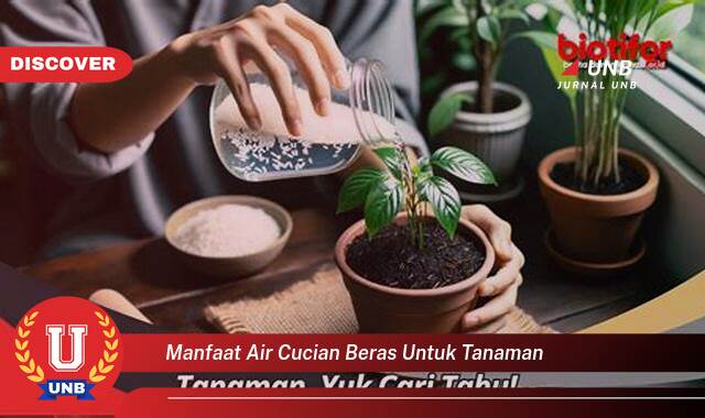 Temukan 8 Manfaat Air Cucian Beras untuk Tanaman Hias dan Sayuran Anda