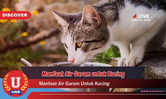 Inilah 10 Manfaat manfaat air garam untuk kucing yang Jarang Diketahui