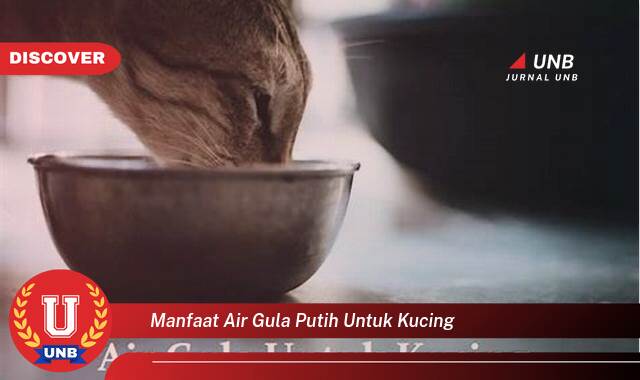 9 Manfaat manfaat air gula putih untuk kucing yang Wajib Kamu Intip
