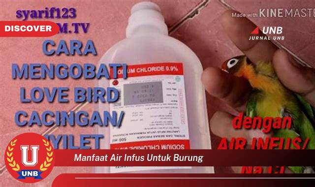 Inilah 8 Manfaat Air Infus untuk Burung yang Jarang Diketahui