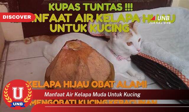 Inilah 9 Manfaat manfaat air kelapa muda untuk kucing yang Wajib kamu ketahui