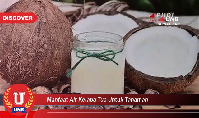 Temukan 8 Manfaat manfaat air kelapa tua untuk tanaman yang tidak Semua Orang Tau