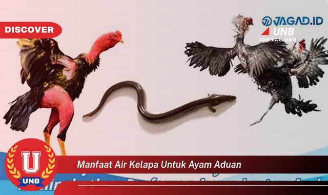 Temukan 10 Manfaat manfaat air kelapa untuk ayam aduan yang tidak Semua Orang Tau