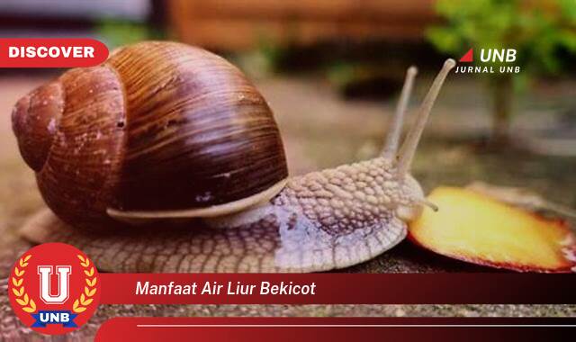 10 Manfaat manfaat air liur bekicot yang Bikin Kamu Penasaran