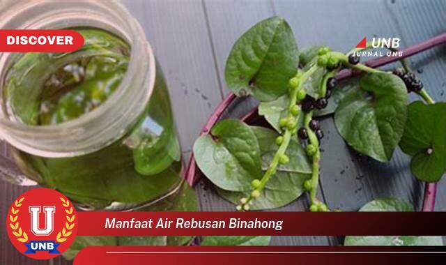 Temukan 10 Manfaat manfaat air rebusan binahong yang tidak Semua Orang Tau