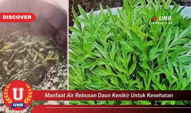 Inilah 8 Manfaat manfaat air rebusan daun kenikir untuk kesehatan yang tidak Semua Orang Tau