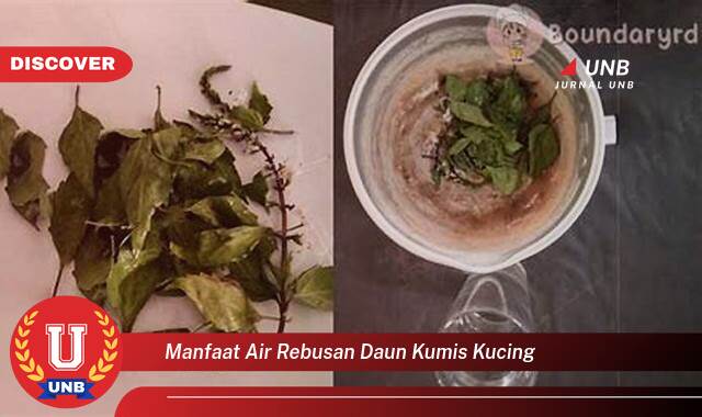 8 Manfaat manfaat air rebusan daun kumis kucing yang tidak Semua Orang Tau