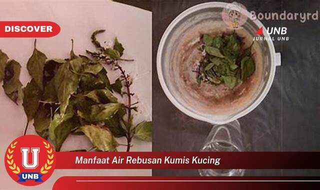 Inilah 9 Manfaat Air Rebusan Kumis Kucing yang Bikin Kamu Penasaran
