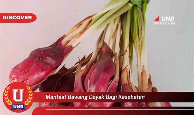 Ketahui 9 Manfaat manfaat bawang dayak bagi kesehatan yang Jarang Diketahui