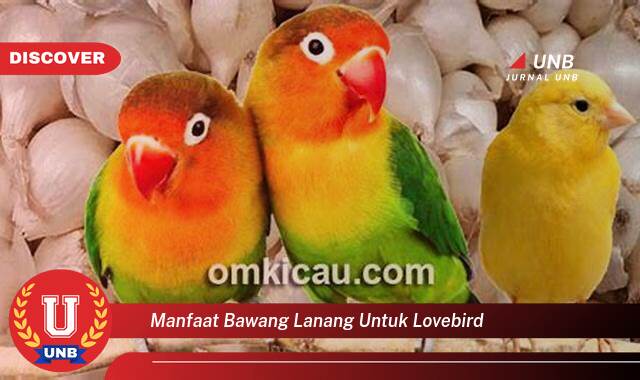 9 Manfaat manfaat bawang lanang untuk lovebird yang Wajib Kamu Intip