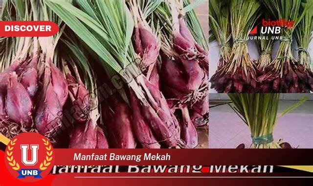 Temukan 8 Manfaat manfaat bawang mekah yang Jarang Diketahui