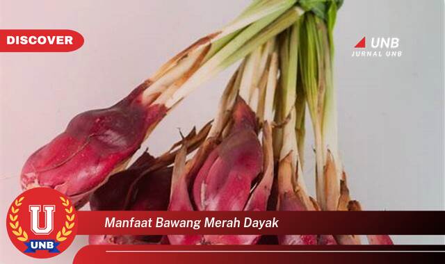8 Manfaat manfaat bawang merah dayak yang Bikin Kamu Penasaran
