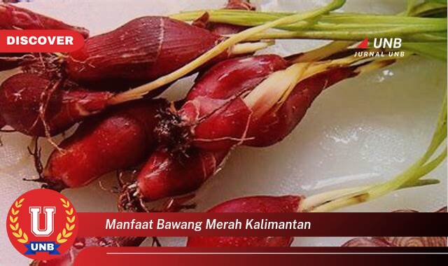 Temukan 9 Manfaat manfaat bawang merah kalimantan yang Wajib kamu ketahui