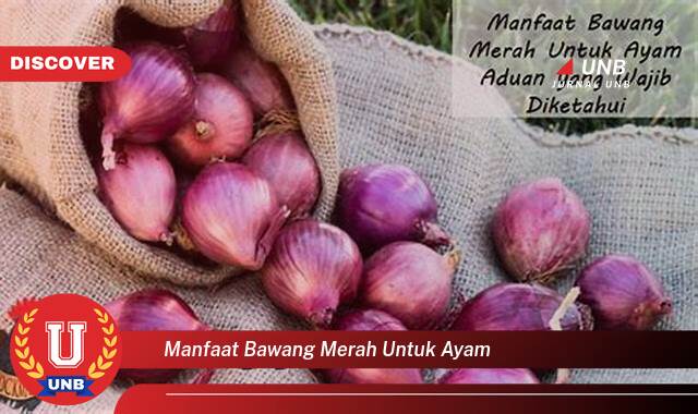 Inilah 9 Manfaat Bawang Merah untuk Ayam yang Bikin Kamu Penasaran