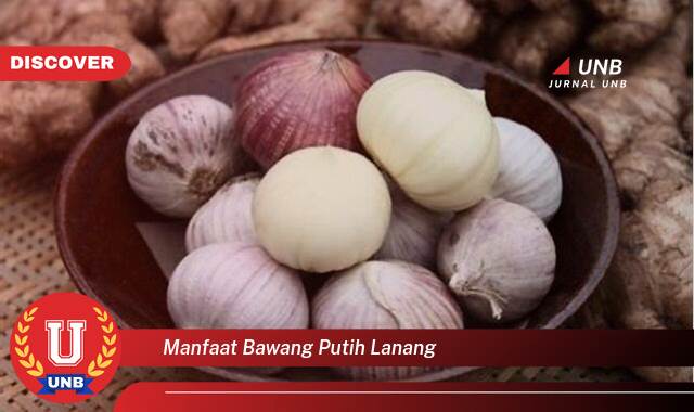 Temukan 10 Manfaat Bawang Putih Lanang untuk Kesehatan Anda yang Luar Biasa Temukan 10 Manfaat Bawang Putih Lanang untuk Kesehatan Anda yang Luar Biasa