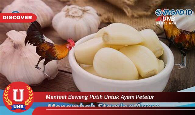 Inilah 9 Manfaat manfaat bawang putih untuk ayam petelur yang Bikin Kamu Penasaran