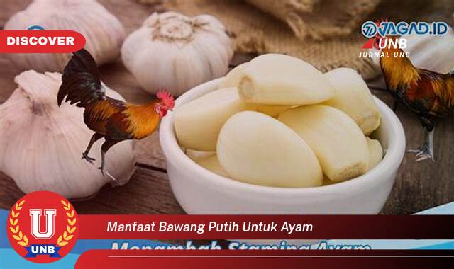 Temukan 10 Manfaat Bawang Putih untuk Ayam, Kesehatan, Produktivitas, dan Keuntungan Lainnya