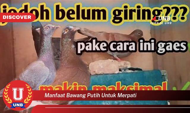 Temukan 10 Manfaat Bawang Putih untuk Merpati, Kesehatan, Performa, dan Tips Penggunaan