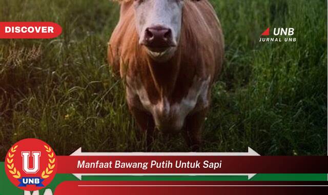 Inilah 10 Manfaat manfaat bawang putih untuk sapi yang Wajib kamu ketahui
