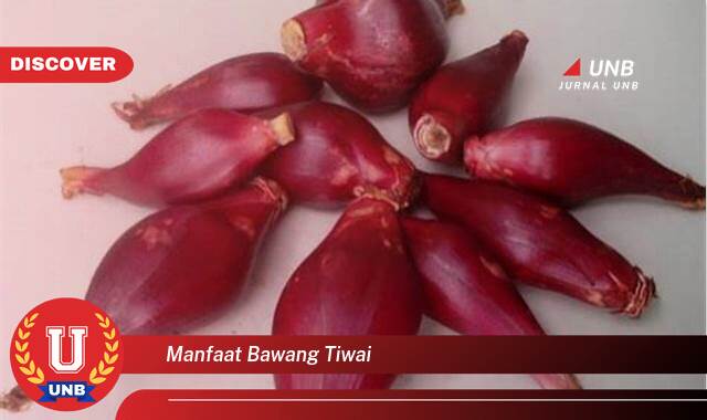 Inilah 9 Manfaat manfaat bawang tiwai yang Bikin Kamu Penasaran