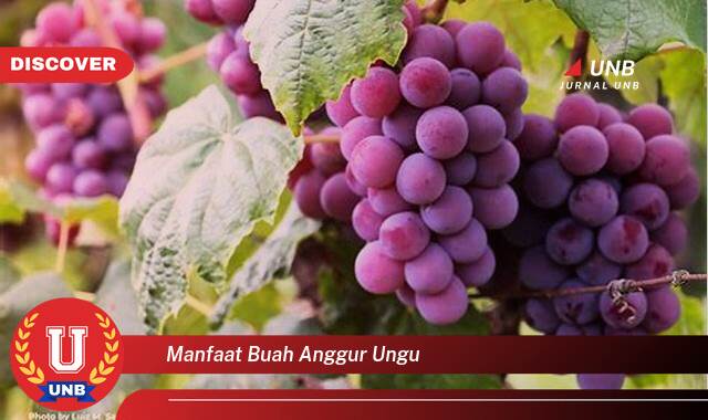 Ketahui 9 Manfaat manfaat buah anggur ungu yang Jarang Diketahui